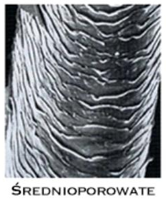 wygląd pod mikroskopem włosa Średnioporowatego